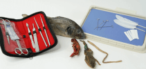 Biology Dissection Lab Kit